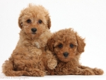 toy poodles