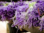 Purple Lavender Flowers