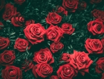 â™¥ Roses â™¥