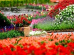 flower garden