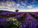 Lavender in Bulgaria