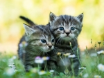 Cute Kittens