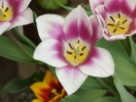 Tulip
