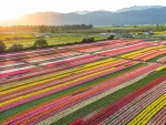 Tulip Field