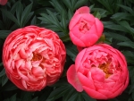 Three Pink Peonies