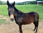 Gelded 2 Yr Old Mule