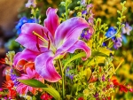 Colorful Flowers