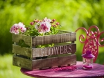 Garden flowers in crate