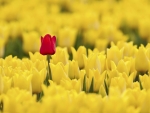 Red Tulip Among Yellow