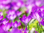 Purple Crocus