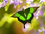 Spring Butterfly
