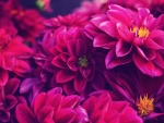 Dahlias