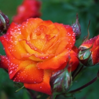 Tequila Sunrise rose
