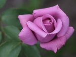 Purple Rose