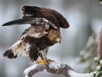 Eagle on a Branch