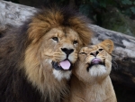 Lion and Lioness