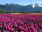 Beautiful Tulips Field