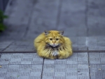 Cute Kitten Sitting on Street