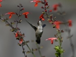 Hummingbird at Flowers