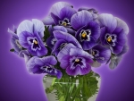 Purple Pansies