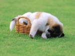Cute Puppy Sleep