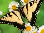 Butterfly on Daises