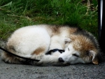 Sleeping dog