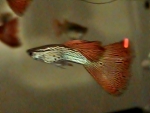 Dan's Redlace Snakeskin Male Guppy
