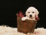 Puppy in a Bucket
