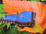 Blue Butterfly on the Leaf