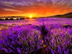 Sunset at Lavender Field