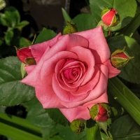 Rose