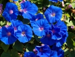 Morning Glory