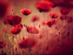 âœ¿âŠ±â€¢â•®Summer Red Poppiesâ•­â€¢âŠ°âœ¿