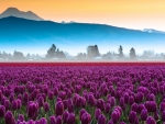 Purple Tulips Field