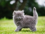 Fluffy Gray Kitten