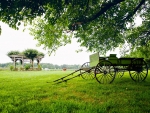 Carriage in the field