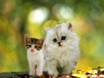 Two Cute Kittens