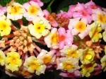 Dew Drops on Lantana Flowers