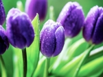 Drops on Blue Tulips
