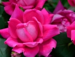 Pink Roses