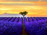 Lavender field