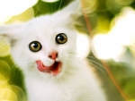 Funny White Kitten
