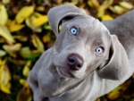 Gray Dog With Blue Eyes