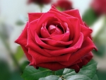 Red Rose