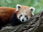 red panda