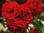 Bunch of Red Roses