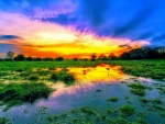 Swamp Sunset