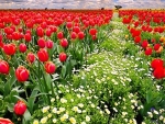 Spring  Flowers Field