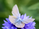 Butterfly on Blue Flower